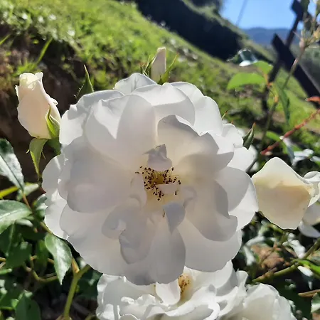 La Casetta Di Bianca * Riccò del Golfo di Spezia