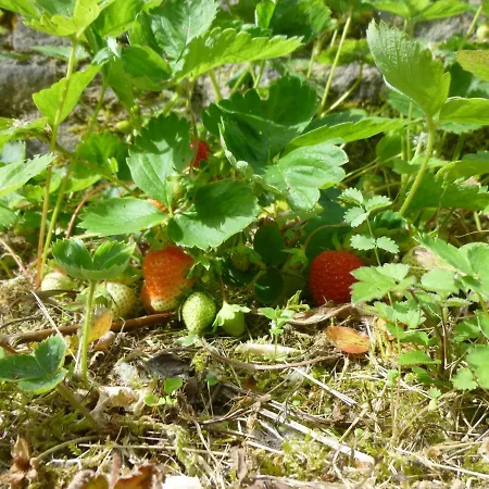 La Casetta Di Bianca リッコ・デル・ゴルフォ・ディ・スペーツィア