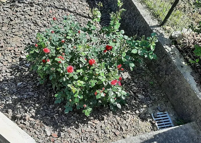 La Casetta Di Bianca Riccò del Golfo di Spezia
