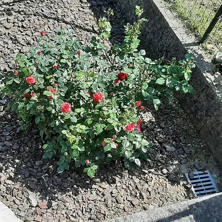 La Casetta Di Bianca Riccò del Golfo di Spezia