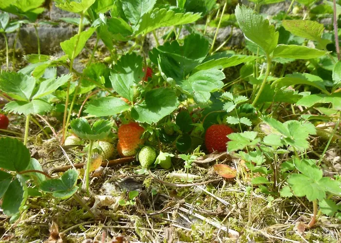 La Casetta Di Bianca Riccò del Golfo di Spezia